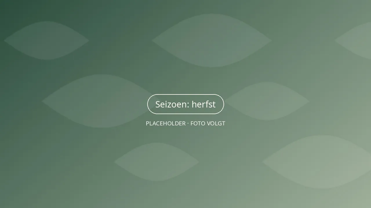 Herfsttuin met een rode Japanse esdoorn, bijeengeharkt blad en een houten kruiwagen