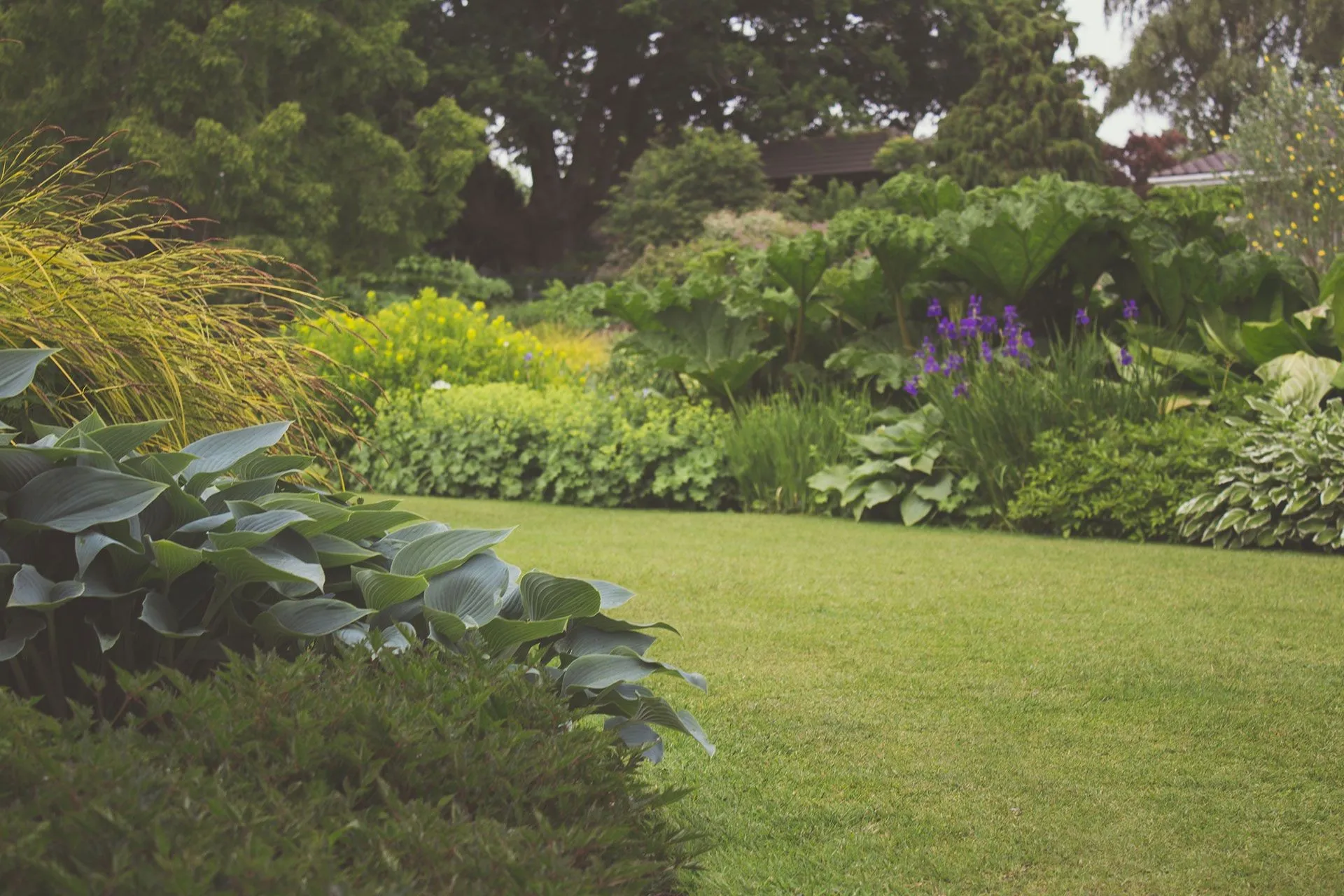 Tuin met strak gazon, hosta's, siergras en een weelderige border met paarse irissen